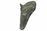 Partial Fossil Megalodon Tooth - South Carolina #370025-1